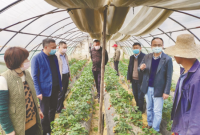 科研团队支撑湖北草莓产业发展